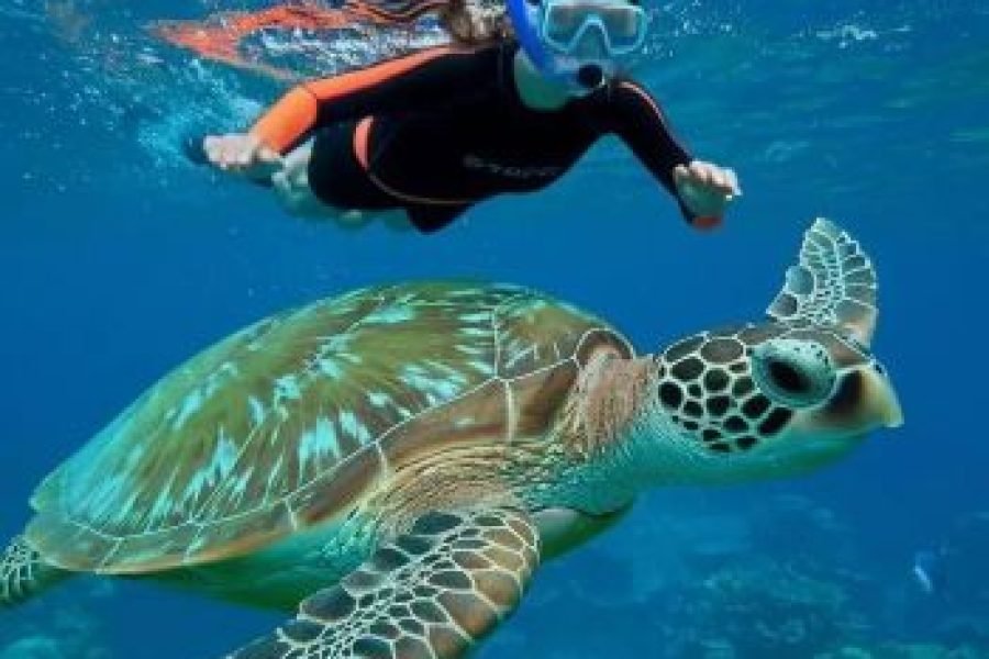 Turtle Beach Abu Dabbab – Group Day Trip from Hurghada