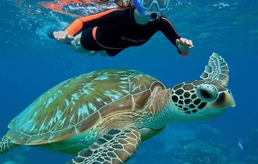 Private Turtle Beach Trip from Hurghada – VIP