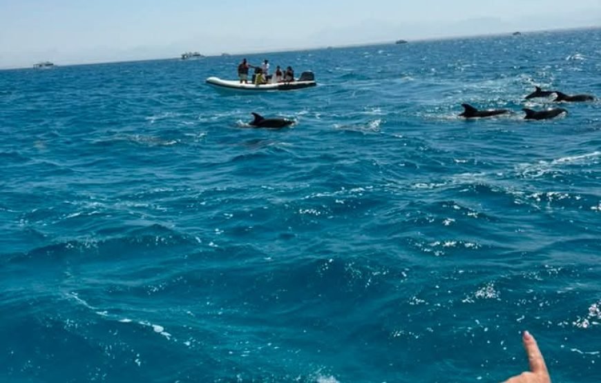 Speed Boat Private 4H guarantee Swimi with Dolphins