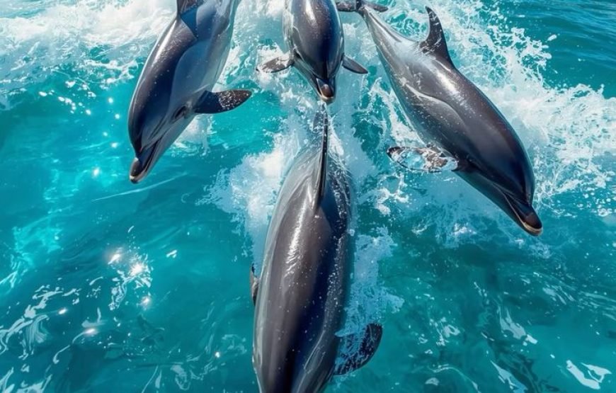 Dolphin House Snorkeling Trip from Hurghada