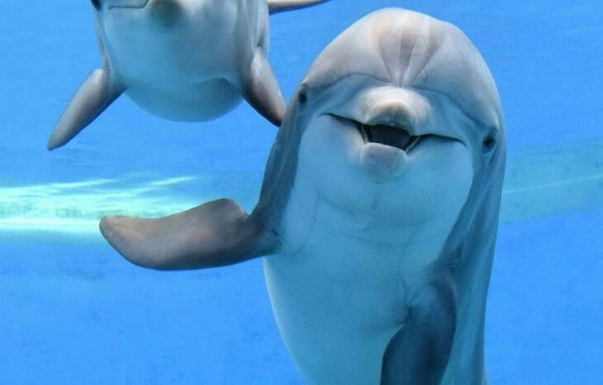 Speed Boat Private 4H guarantee Swimi with Dolphins