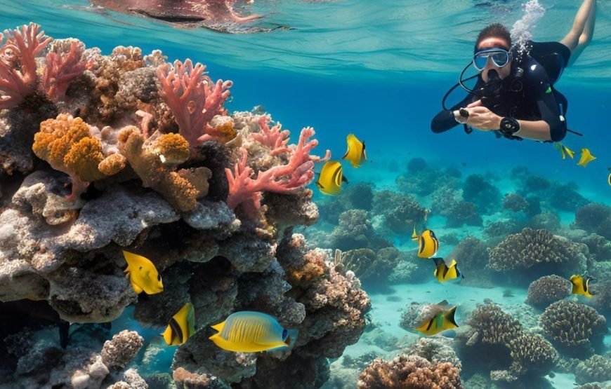 Private Turtle Beach Trip from Hurghada – VIP