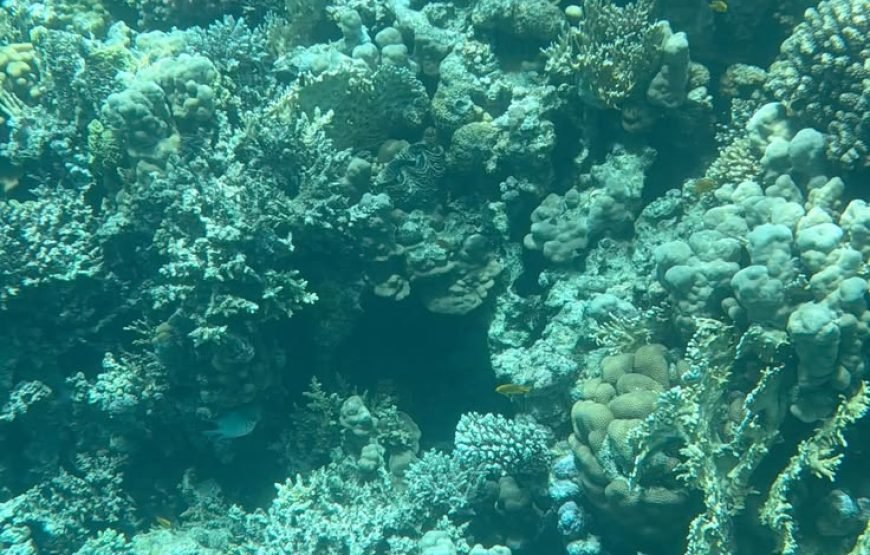 Scuba Diving Full Day Boat Trip for Beginners